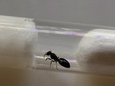 Ant Queen - Live Spotted Carpenter Ant Queen Camponotus Sexguttatus With brood