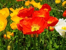 100 RED CHIEF CALIFORNIA POPPY SEEDS 2026 SALE FREE SHIPPING NON GMO HEIRLOOM
