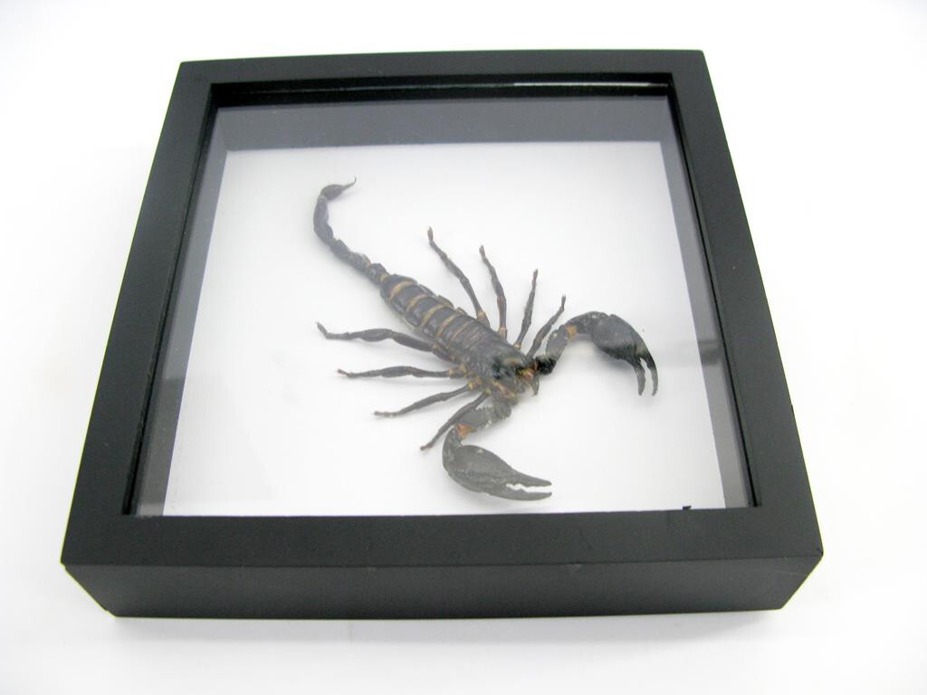 サソリ標本　scorpion　palaneus fulvipes Huge real scorpion - Palamnaeus fulvipes - in 3D black box