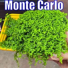 Monte Carlo Live Aquatic Freshwater Plants Carpeting Plants 3 inch portion aquar