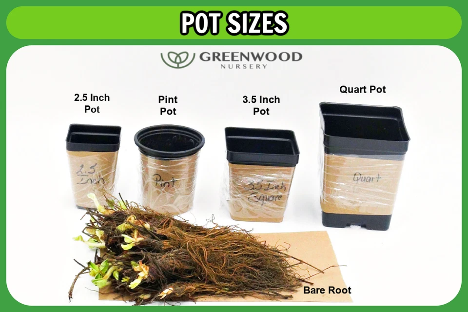 Live CREEPING ROSEMARY Plant / Rosmarinus Officinalis PROSTRATUS - [3.5" Pot] - Image 4 of 4