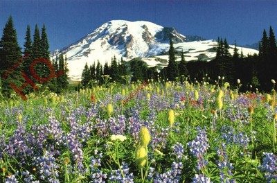 Postkarte: - Mount Rainier Nationalpark, Mount Rainier und Paradise Meadows