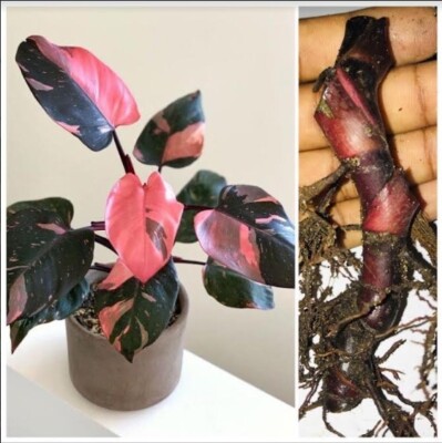 1 Well Rooted Cutting Philodendron Pink Princess Variegated House plant