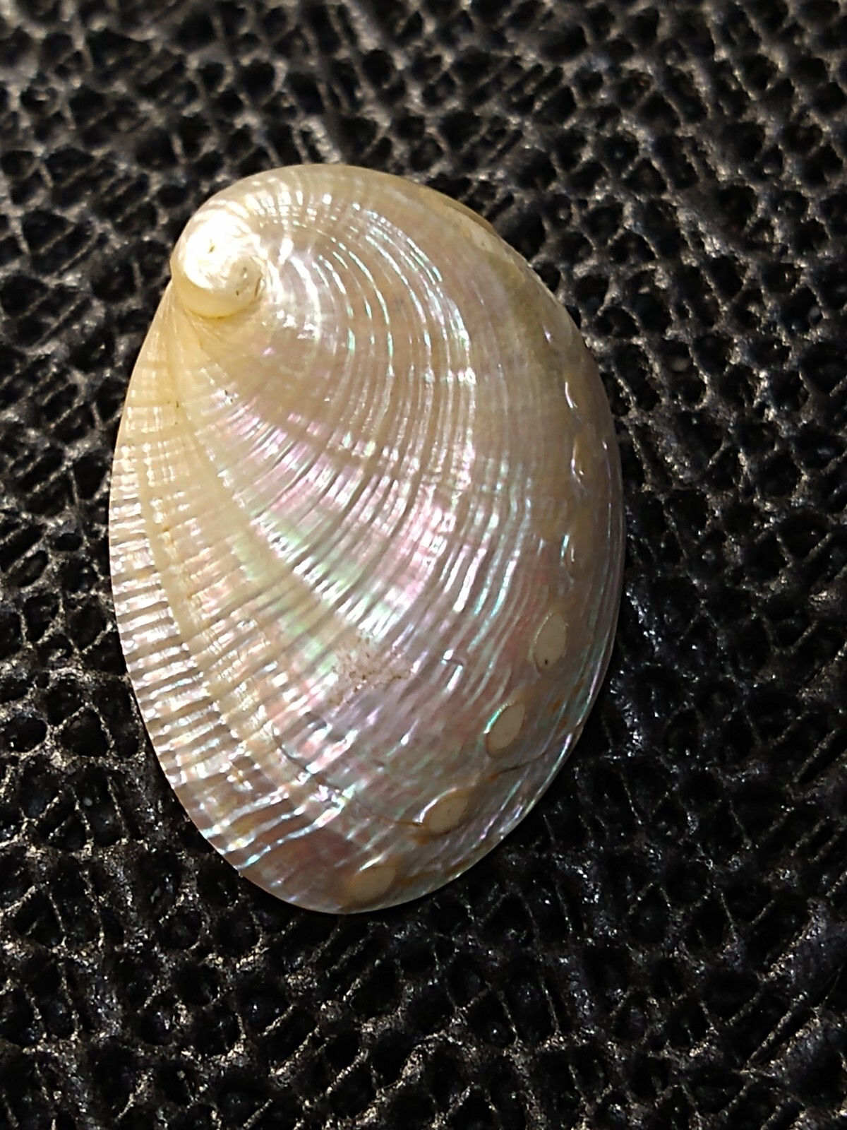 Vintage Iridescent Shell   Stud Earrings - image 4