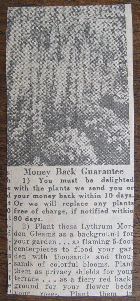 Mickey Mantle Newspaper Clipping - Ready for Stardom - Alan Marver Sketch - Image 2 of 2