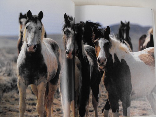 Shy Boy by Monty Roberts HC 1st Signed by Monty (Horse Whisperer) & Pat (wife) - Picture 5 of 7
