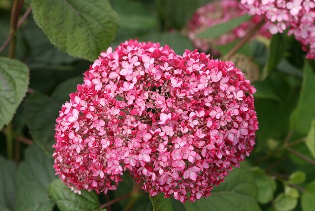 SPIRIT II INVINCIBELLE Hydrangea Starter Plant Pink and Red Blooms