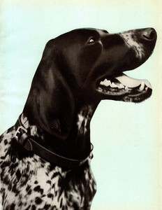 1930s Antique German Shorthaired Pointer Print Vintage Pointer Wall Art 6344j