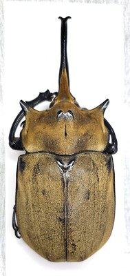 Dynastidae : Megasoma elephas elephas 105mm A1 Wild