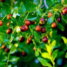 10 JUJUBE FRUIT TREE SEEDS RED CHINESE DATE INDIAN PLUM Superfruit Fast Hardy