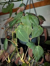 efeutute Epipremnum Manjula 'Happy Leaf' (Efeutute) – Foliage Dreams main image 0