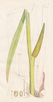 Acorus Calamus Kalmus botany Botanik Kupferstich engraving Sowerby Smith  366487