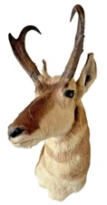 Vintage PRONGHORN Antelope Mount Taxidermy Art Shoulder Buck Head Monster HORNS