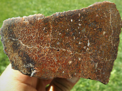 DIG-N-UTAH:  GEM DINOSAUR BONE  DINO  FOSSIL POLISHED  #F 777