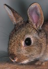 Red Eye Dwarf Rabbit Ton van Wijlen - Wild rabbit - Art Postcard | eBay