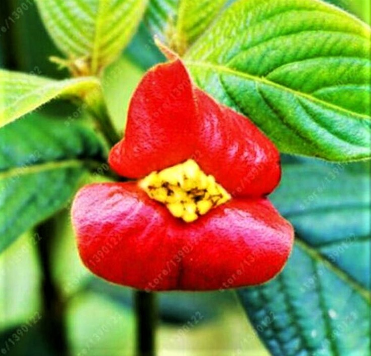 20 Red Lips Seeds Very Rare Exotic Flower Plant eBay