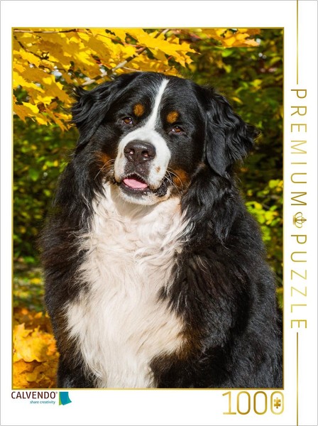Calvendo Puzzle Bernese Mountain Dog - Autumn Mood | 1000 Pieces, Finished Size-image