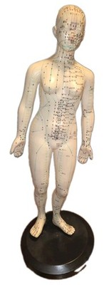 Acupuncture Model On Stand Lightly Used