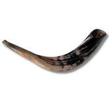 Kosher Polished Ram's Horn Shofar from Israel Jerusalem 16  -18  / 40 cm -50 cm