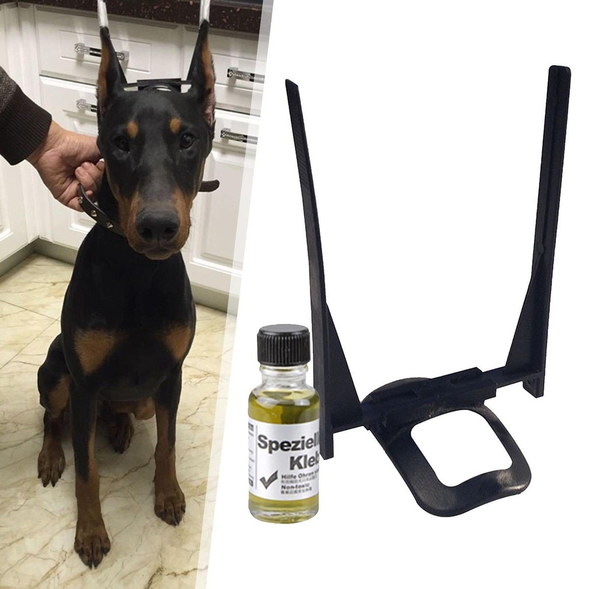 Doberman Ear Cropping Chart Doberman Ear Cropping Chart