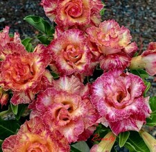 NEW Adenium Obesum Desert Rose "Beauty " 200 seeds very fresh viable