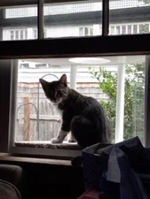 Custom Built! Cat Perch/Bird Feeders 'Mini Bay Window. mini greenhouse...