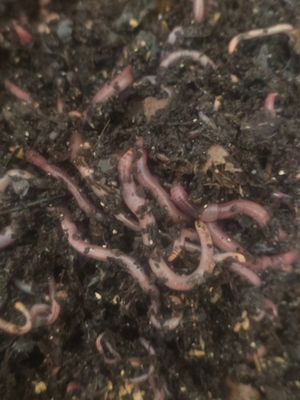 #ad #ad European nightcrawlers worms for fishing and composting $42.50