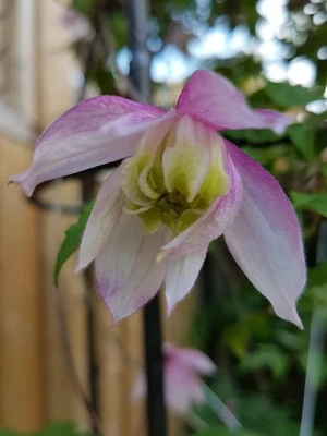 Clematis PINK FLAMINGO Waldrebe Rosa-Lila Blüten - 2x Blüte im Jahr - Bild 1 von 3