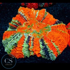 CS XL MASTER ACANTHOPHYLIA - WYSIWYG LIVE CORAL