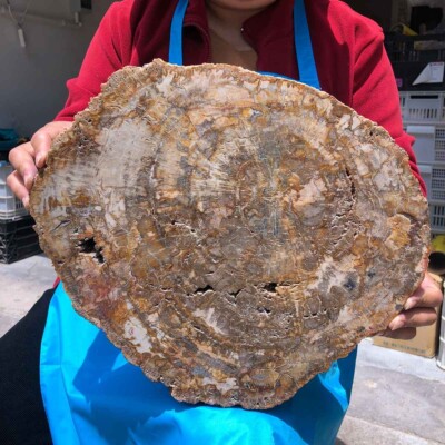 15.68LB Natural Petrified Wood Slice Real Authentic Piece History Fossil 1121
