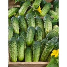 Organic SUMTER CUCUMBER 30 + SEEDS