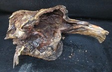 manzanita burl wood  D431