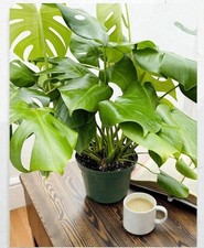 Monstera Deliciosa Live Plant Swiss Cheese Plant Indoor Easy Care