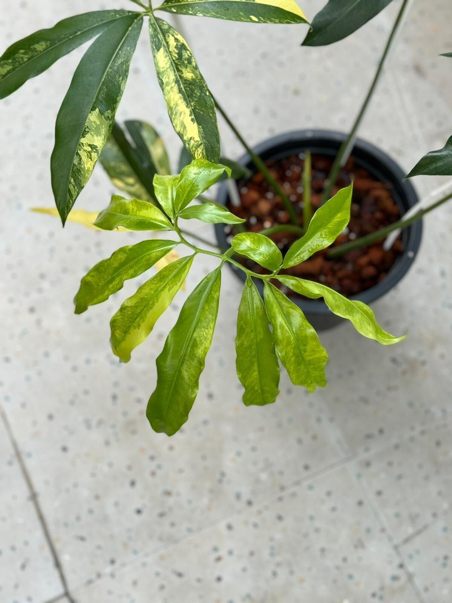 Philodendron goeldii variegated | eBay