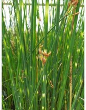 Scirpus lacustris tab. ‘Zebrinus’ (Zebra rush) - Marginal Pond Plants - MP110