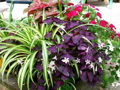 25- OXALIS PURPLE SHAMROCK BULBS - Love Plant, Good Luck Plant - Picture 2 of 10