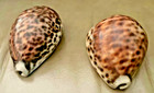 7in Queen Conch, 2 Tiger Cowrie Shells & Conch Driftwood Beach Decor Lot — photo 9
