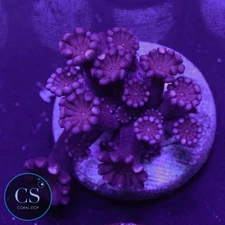 CS VERY RARE RUBY RED ALVEOPORA - WYSIWYG LIVE CORAL