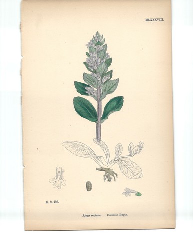 Antiguo estampado coloreado a mano (1867) - ""Corneta común; Ajuga reptans"" 186 - Imagen 3 de 4