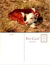 Nap Time Calf Postcard