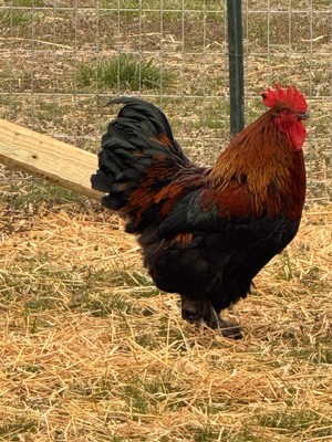 18 Fertile Chicken Hatching Eggs Barnyard Mix, Fresh