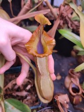 Nepenthes Veitchii X Edwardsiana Klon01 Aw