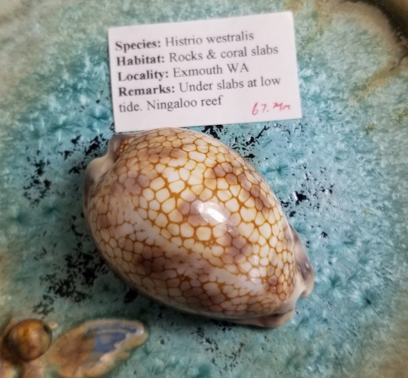 Cypraea Histrio Westralis Shell Private Collection