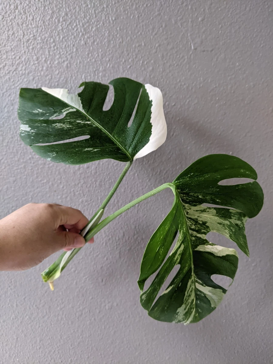 monstera rhododendron Buy Monstera Aurea Variegata – Variegated Houseplant – AroidHouse main image 0