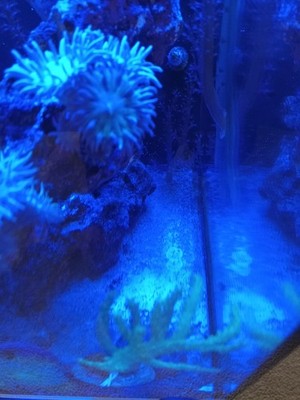live coral frag tsa blueberry blue duncan