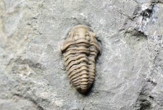 NICE Flexicalymene senaria Trilobite! Ordovician of Brechin Ontario Verulam Fm