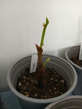 Celeste Fig Tree - Rare Rooted This Year