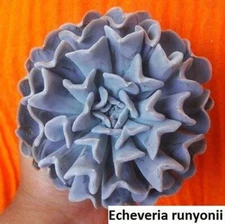 Echeveria Runyonii Seeds - 20 Pack: Cultivate Timeless Beauty