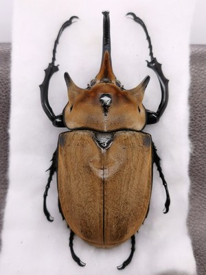 Megasoma elephas iijimai 98mm  - Venezuela