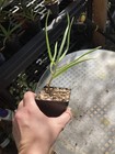 Aloe decaryi 4” Pot Live Succulents — photo 3